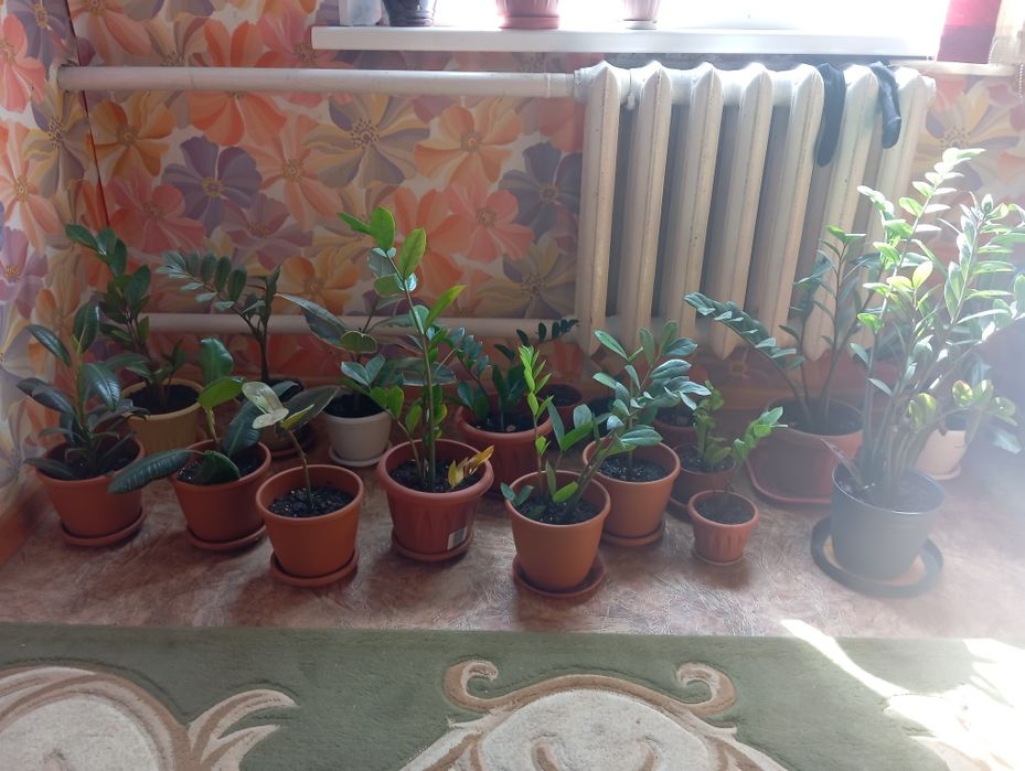 Үлкені 2000 кішкентай 1000 Гүлдер