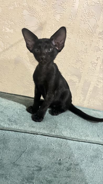 Ориентальные котята