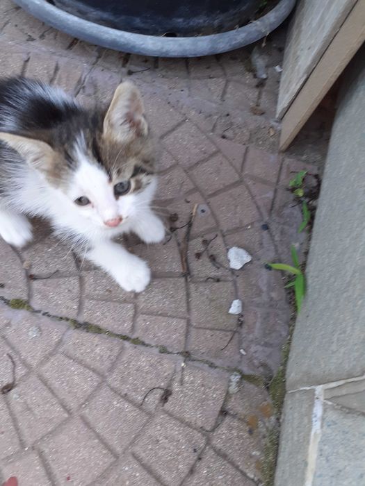 Подарявам две мъжки котета
