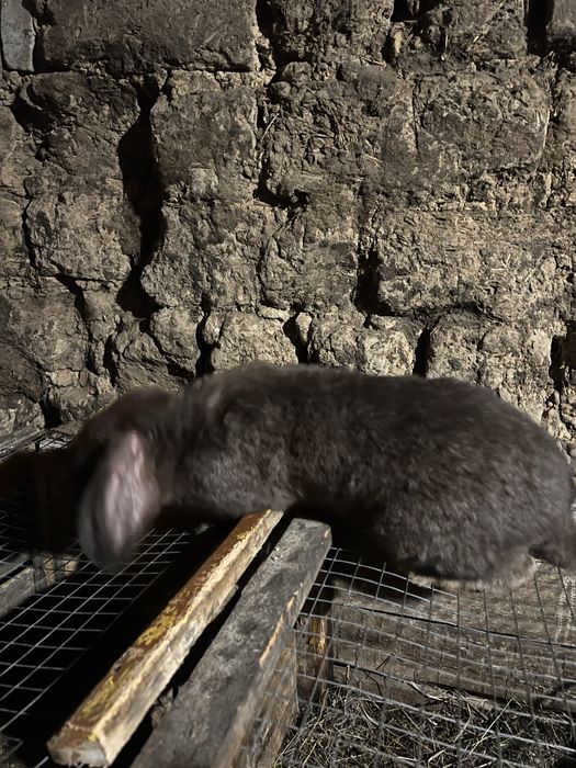 Микс француский баран и фландер