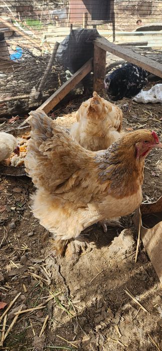 Домашние яйца можно и на икубатор  можно и  кушать без дабавок  звонит