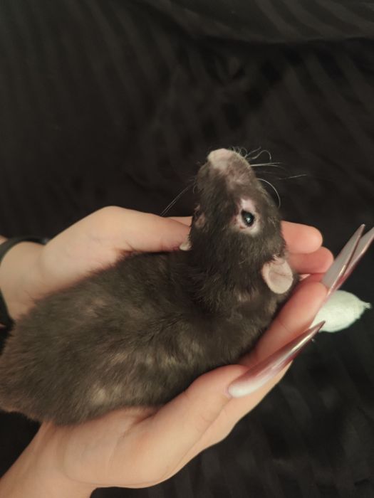 Домашний крыс Асмур ищет дом