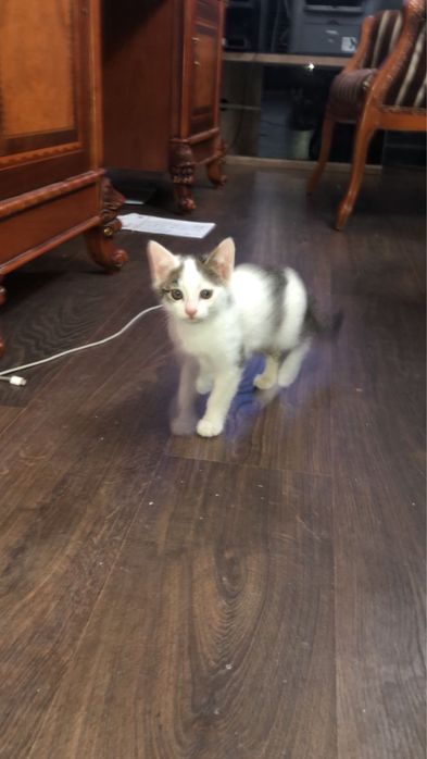 Котенок отдадим в добрые руки