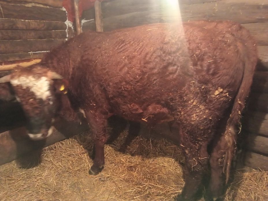 Продам быка с откорма 1.8 г.!