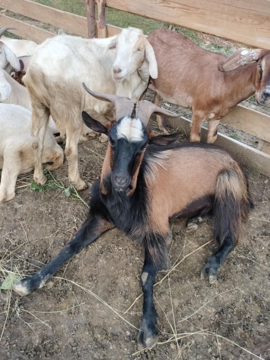 Vând Țap în vârstă de 2 ani