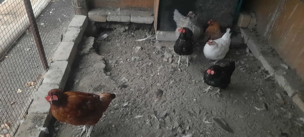 Продам домашние куры