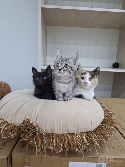 Котенок мальчик 2 месяца черный