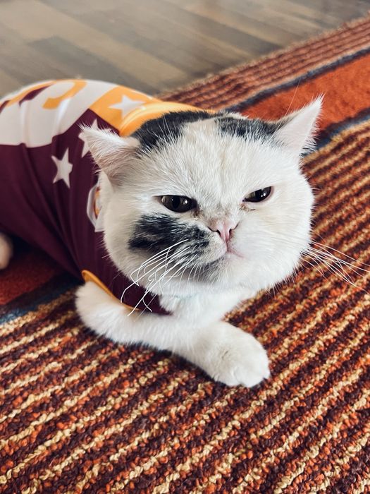 1 yarim yoshda skottish fold mushuki òğil bola