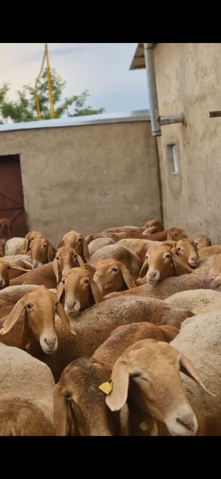 Продаются  овцы  Арашан