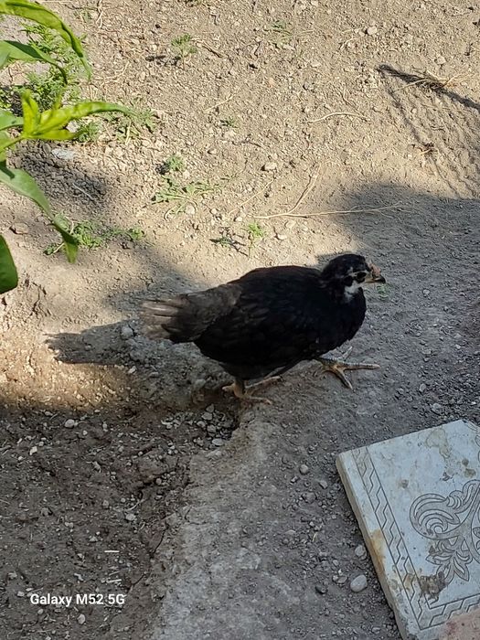 Qora tovuq jojalari 27 dona 1 oylik 26 ta qora 1 ta oq kasali yo'q