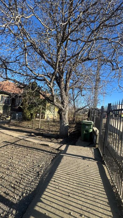 2 buc Nuc gratis taiat