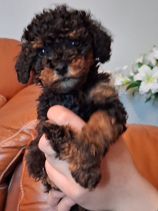 Пудели мини и той