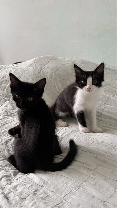 Котята, мальчик и девочка