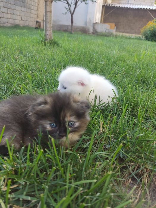 Продам котят,Веслаушки