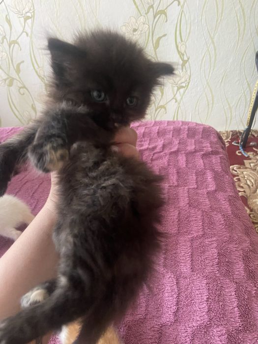 Отдам котят в добрые руки