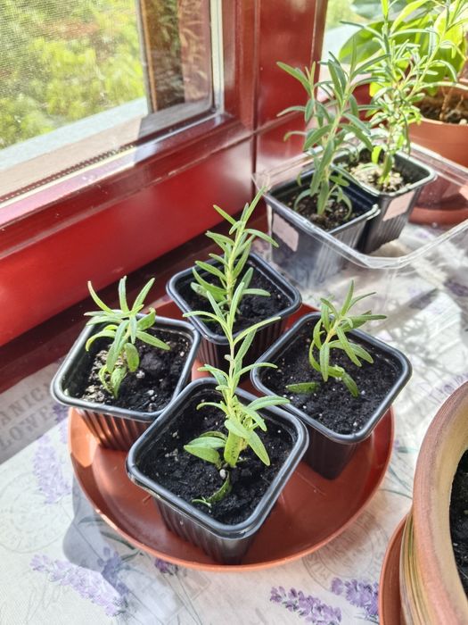 Розмарин взрослые кусты и молодые росточки