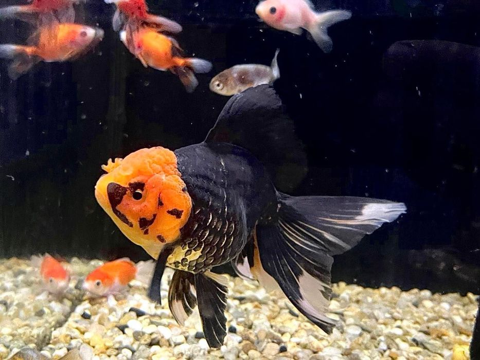 Pesti de acvariu - Aquanick