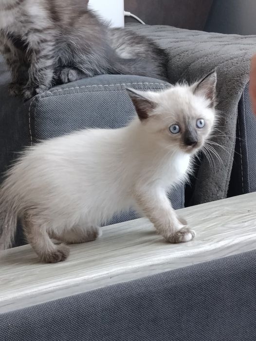 Отдам котят в добрые руки