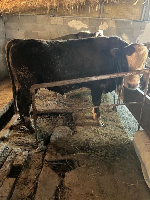 Срочно продаются бычки