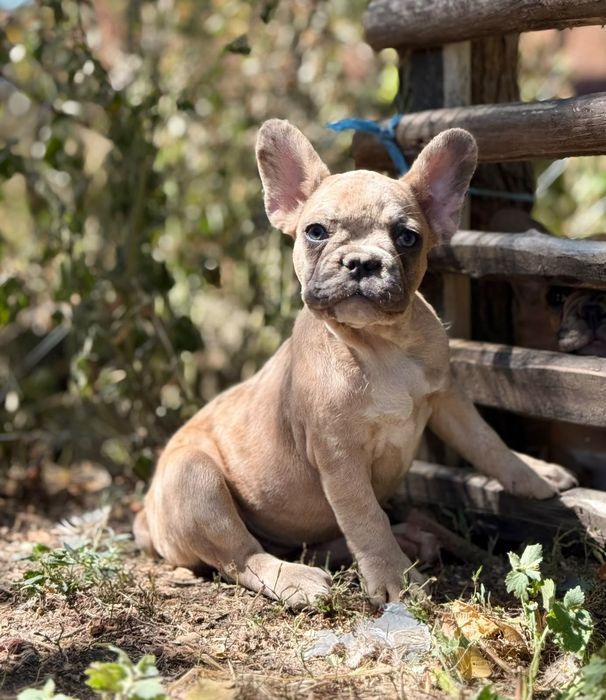 Bulldog francez fetita, ochii albastrii