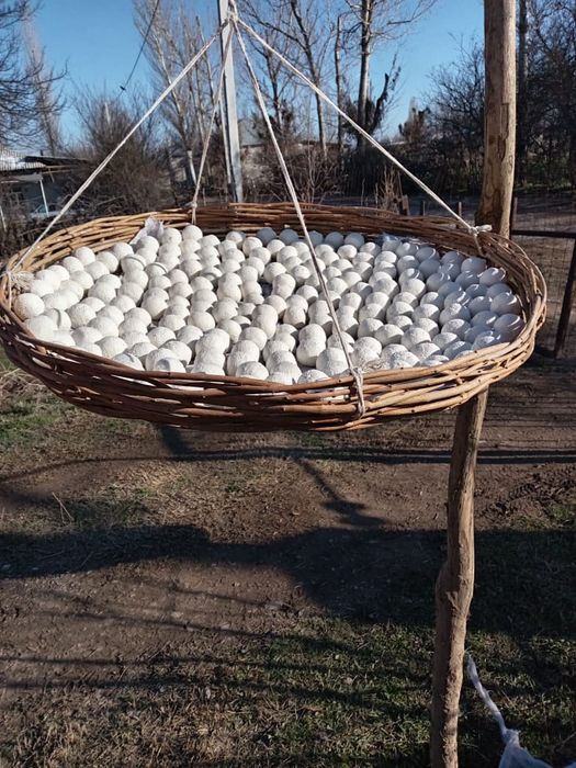 Қолдың құрт.мвйы