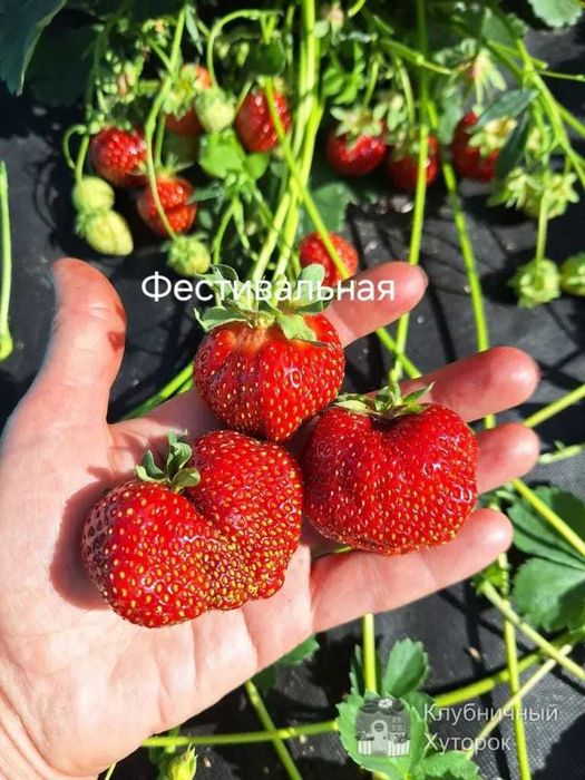 Клубника рассада многоразовая
