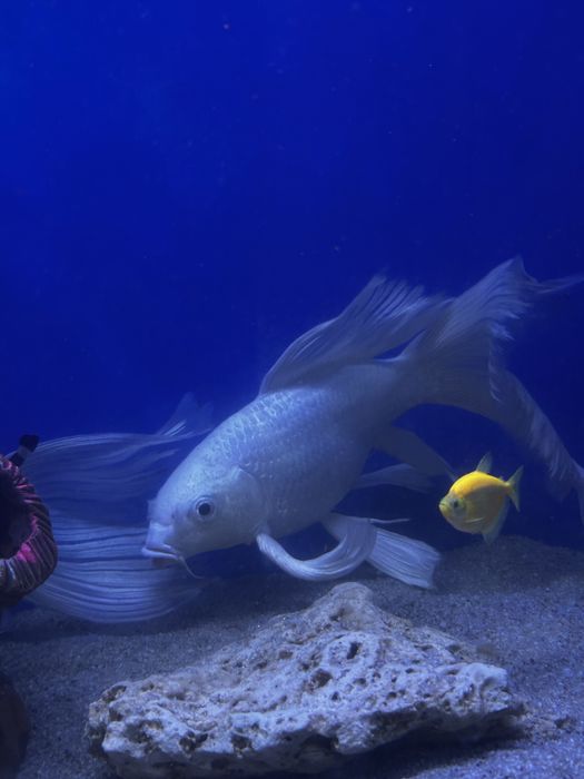 Рыба Коя платина