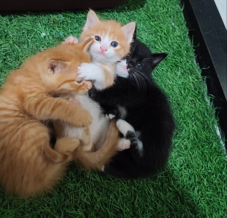 Барчаси берилади 2 oylik