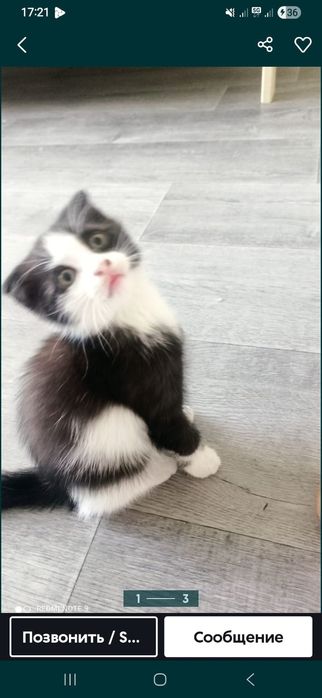Котята мальчик и девочка