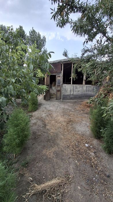 Uchastka sotiladi 12 sotix