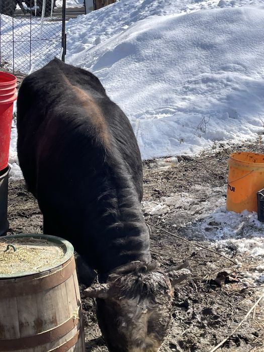 Бык буга откормленый