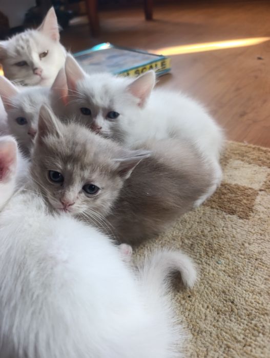 Котятки Бесплатно