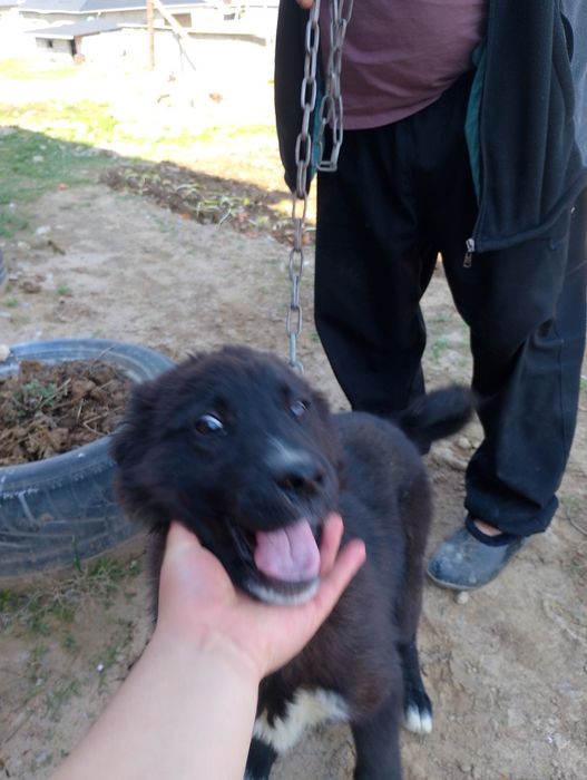 Сабака животное.