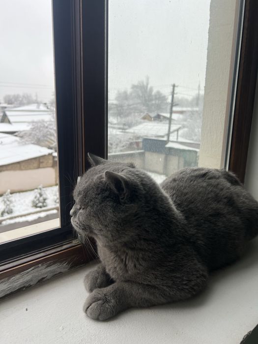 British Shorthair sotladi srochno