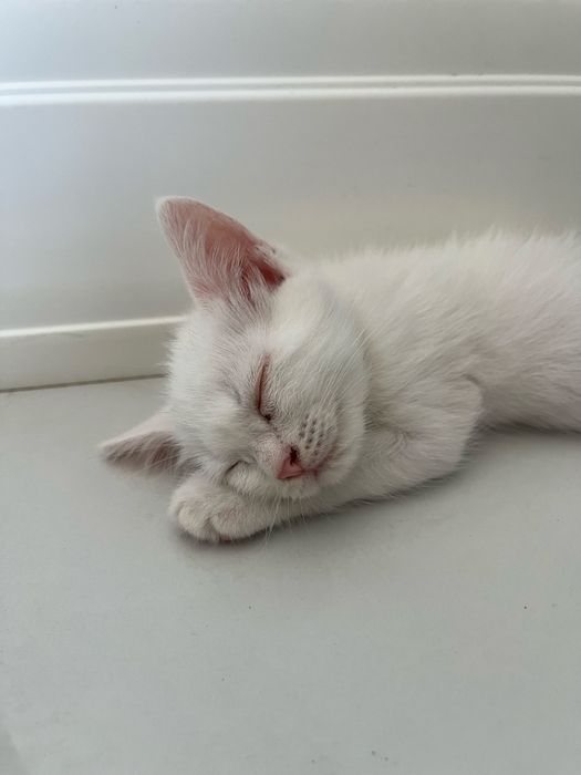 Британские котята в добрые руки