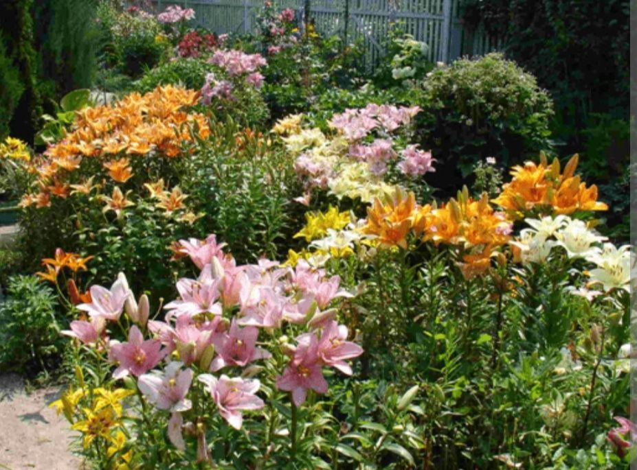 Оптом Распродажа отростки лилии Лилия нихоллари