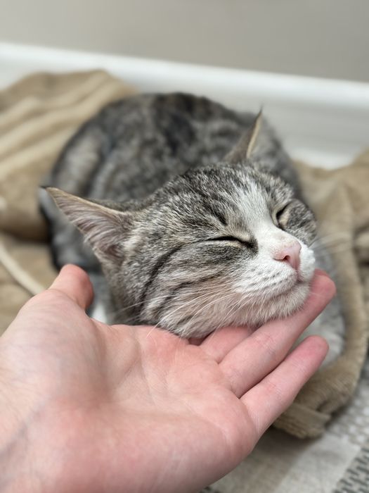 Ласковая кошечка ищет любящих хозяев (котенок девочка)