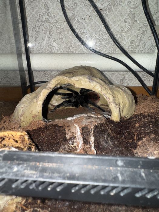 Продам паука Vagons