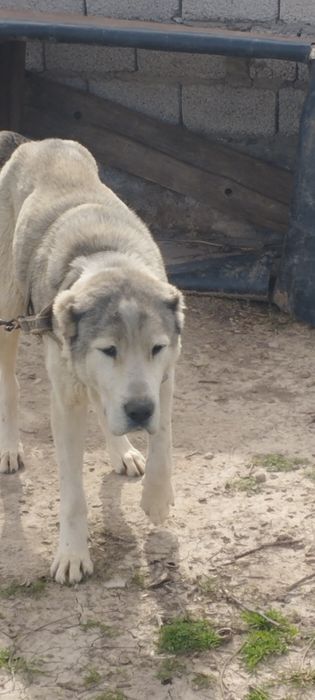 Продойоца шинок алабае