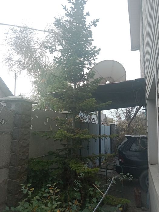 Продам хвойные срочно