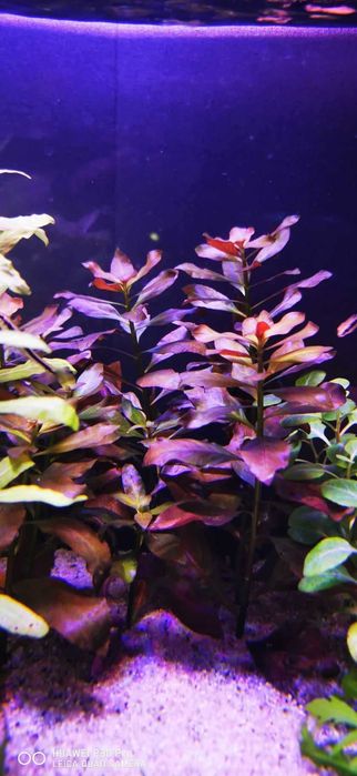Vand plante cu crestere usoara ,plante easy crescute fara co2 Bucuresti ...
