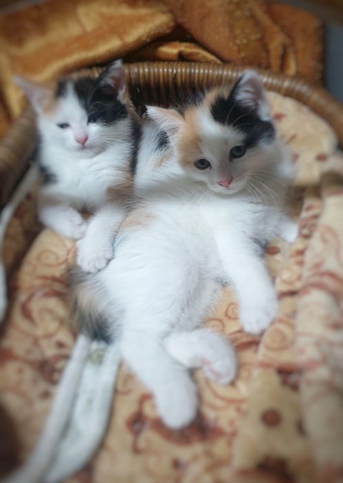 Отдам котят в добрые руки