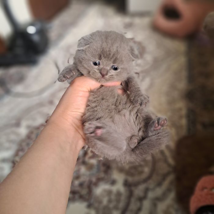 Котята от правильной вязки