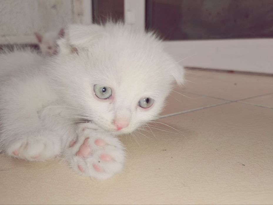 Продаются пародистые  котята