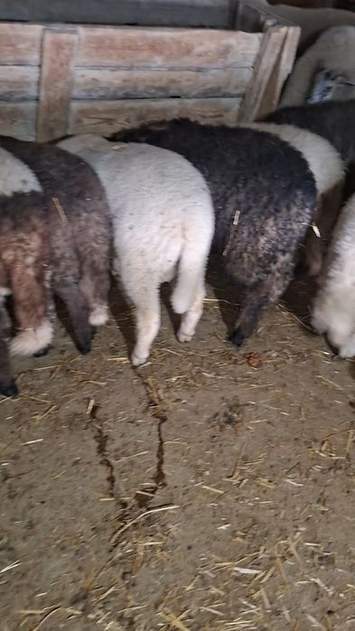 De vanzare miei pe stabulatie!