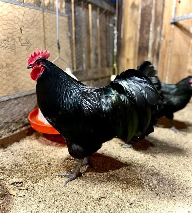 Australorp Cocosi 2025