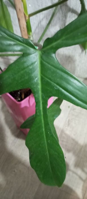 Сортовые филодендроны