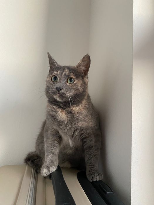 Котенце момиче, 4,5 месеца