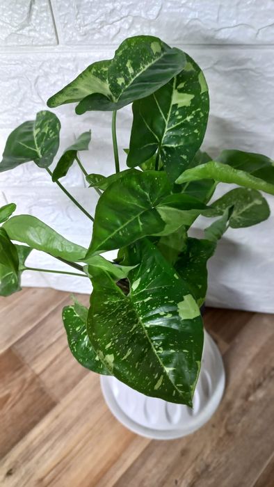 Сингониум/Аглонема/Хлорофитум