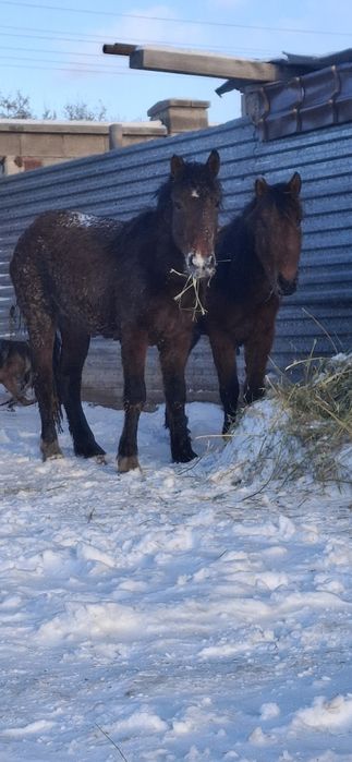 Продам тай на согым.